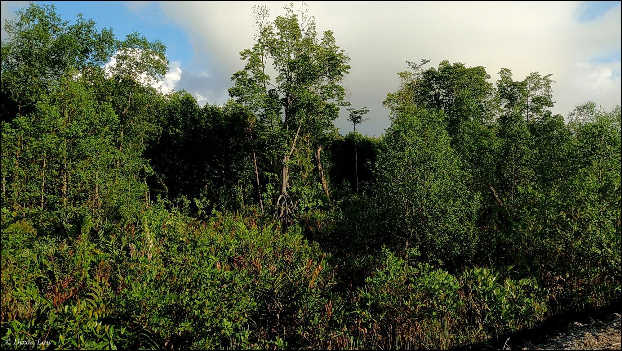 Figure 1C. Dense mangrove vegetation with regenerating understorey and exposed stilt roots.