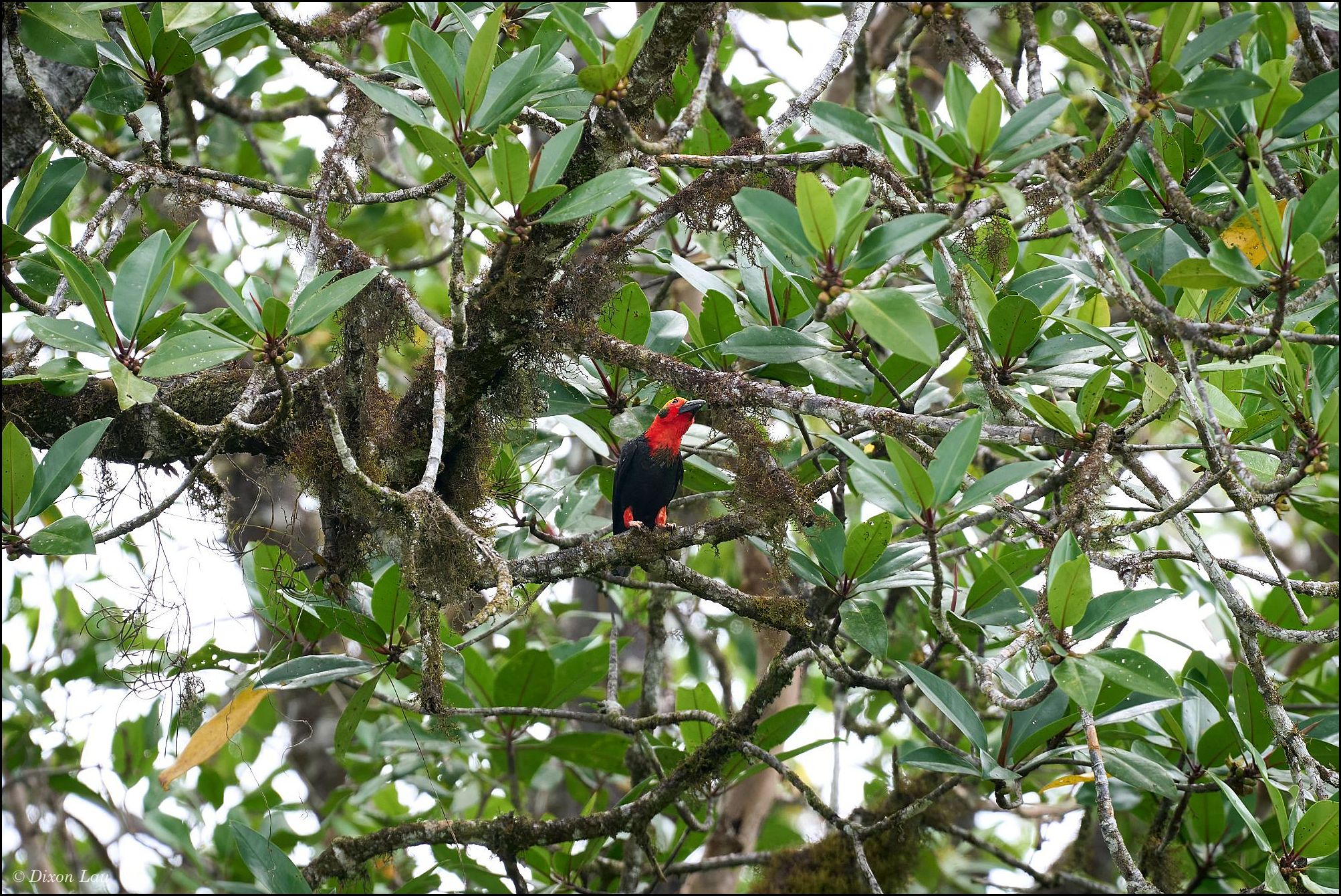 Figure 2A. Perched in the canopy of mature forest.