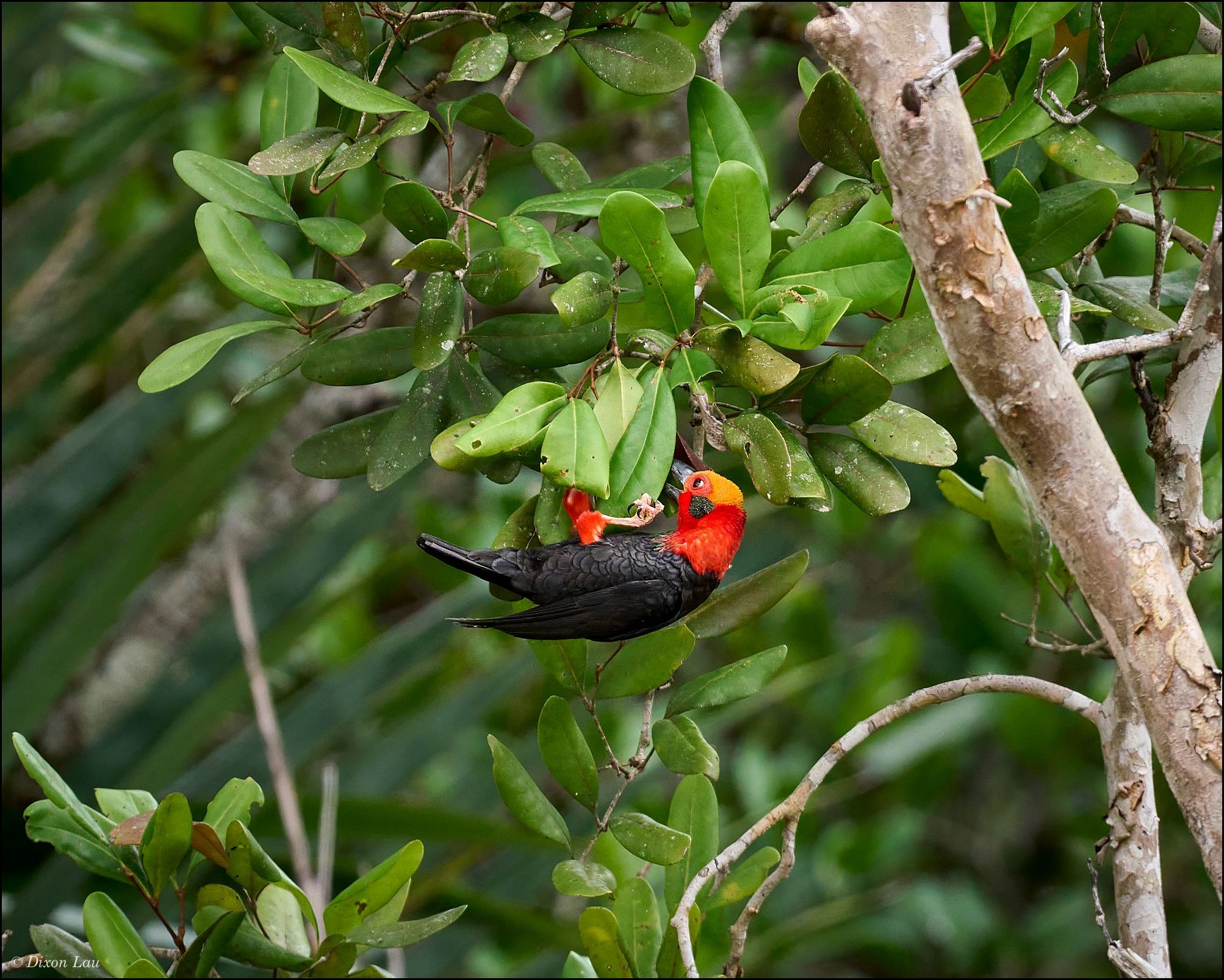 Figure 2B. Exhibiting inverted foraging behaviour.