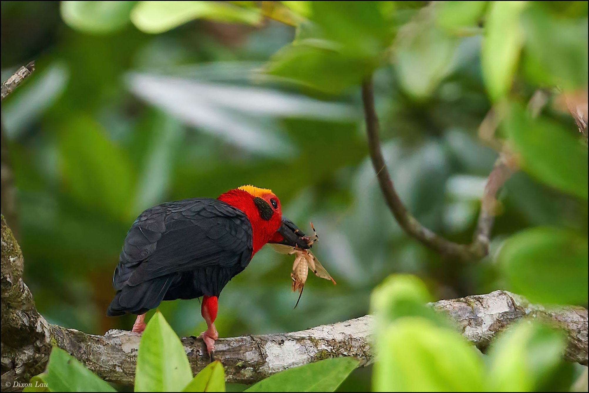 Figure 2C. Carrying a large arthropod prey.